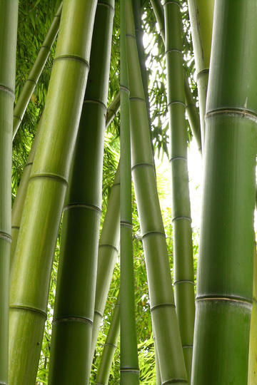 吐排片